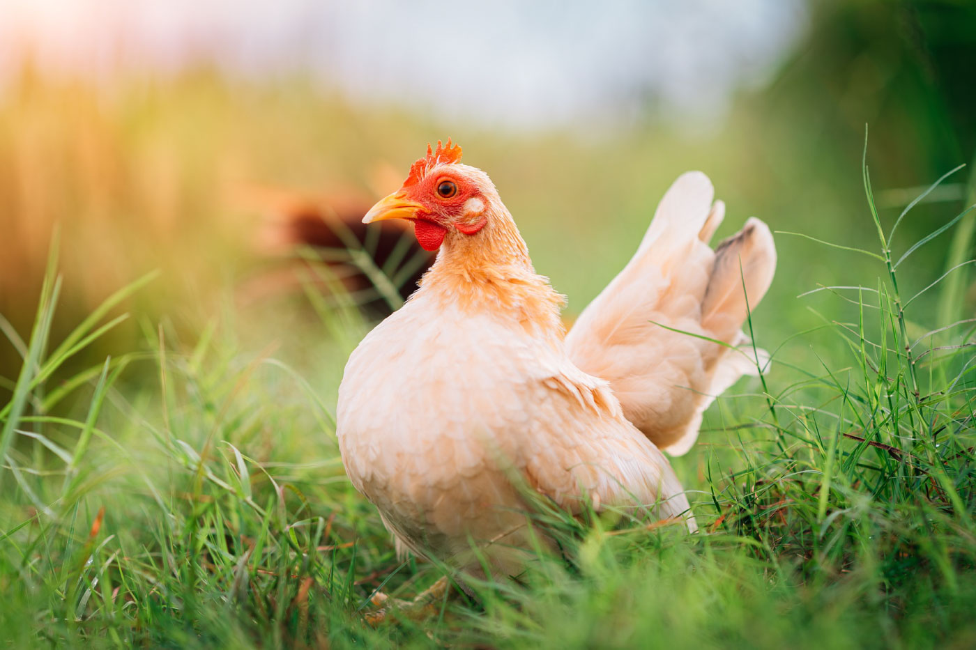 Estimaciones medias (±SEM) de las concentraciones totales de corticosterona en las plumas Estimaciones medias (±SEM) de las concentraciones totales de corticosterona en las plumas