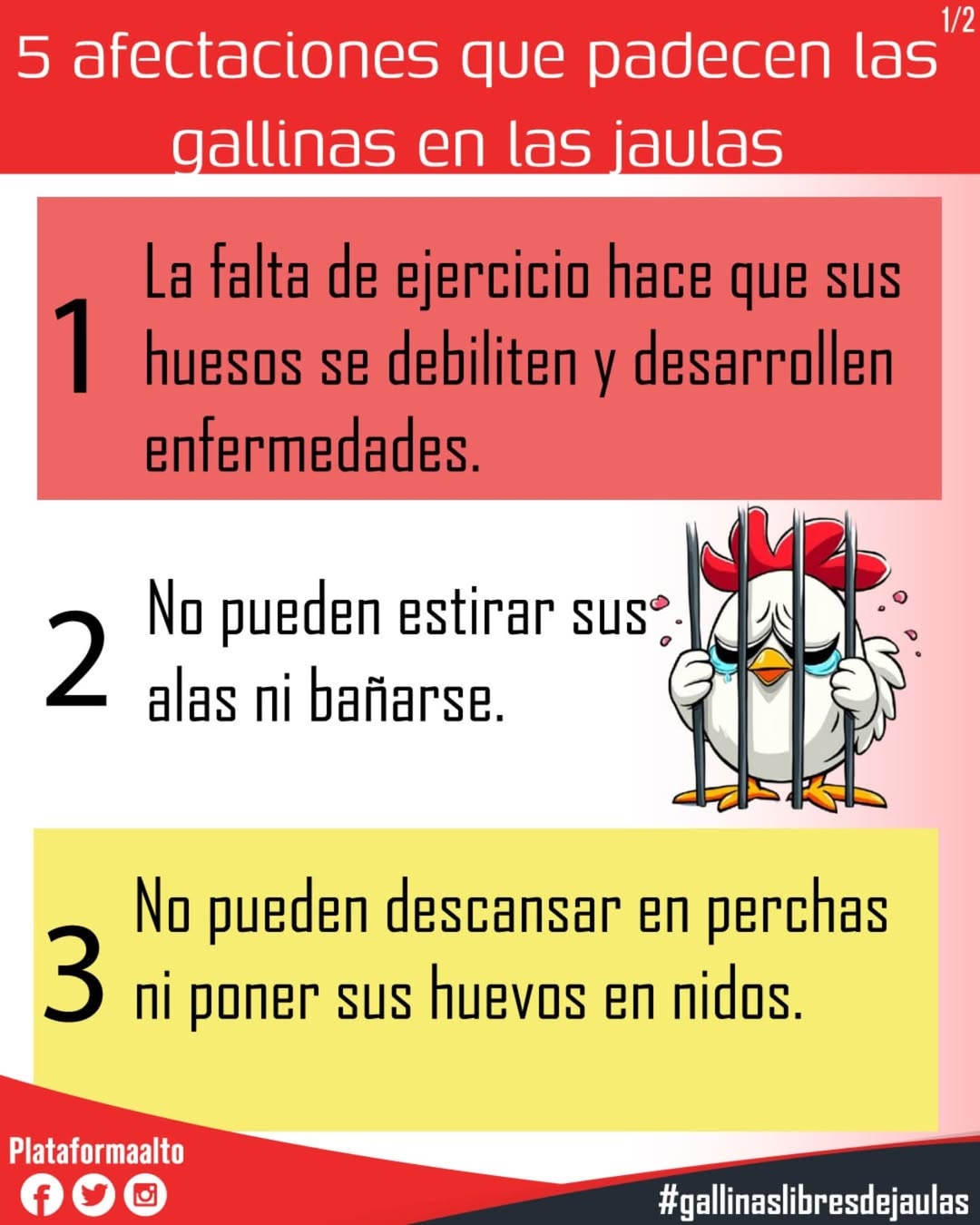 Gallina libre de jaula. Gallina libre de jaula.