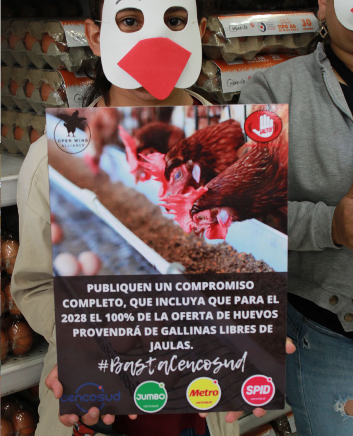 Carteles alusivos al maltrato de las gallinas en los sistema de jaulas en Batería Carteles alusivos al maltrato de las gallinas en los sistema de jaulas en Batería