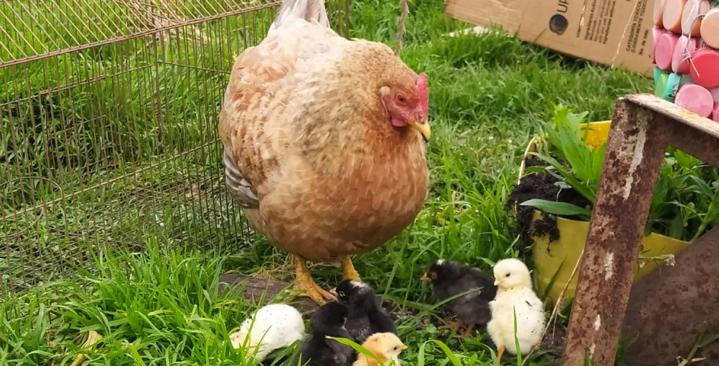 Gallinas libres de jaulas. Gallinas libres de jaulas.