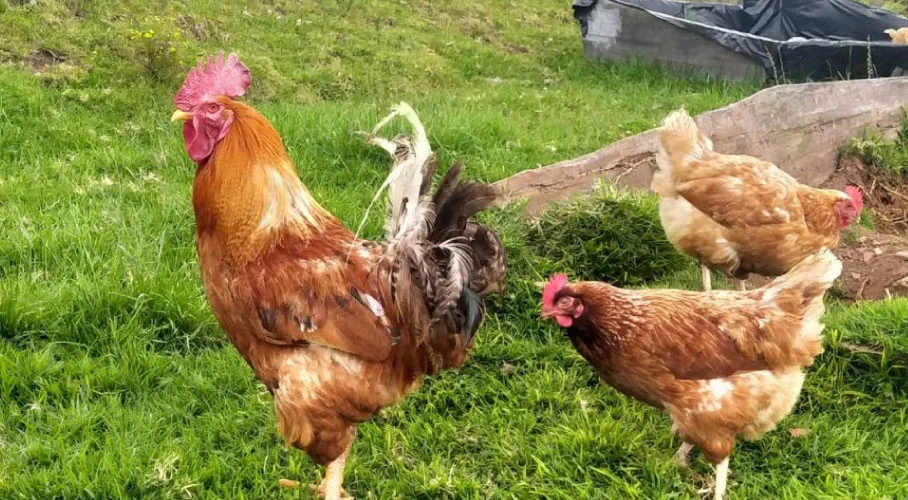 Gallinas libres de jaulas. Gallinas libres de jaulas.