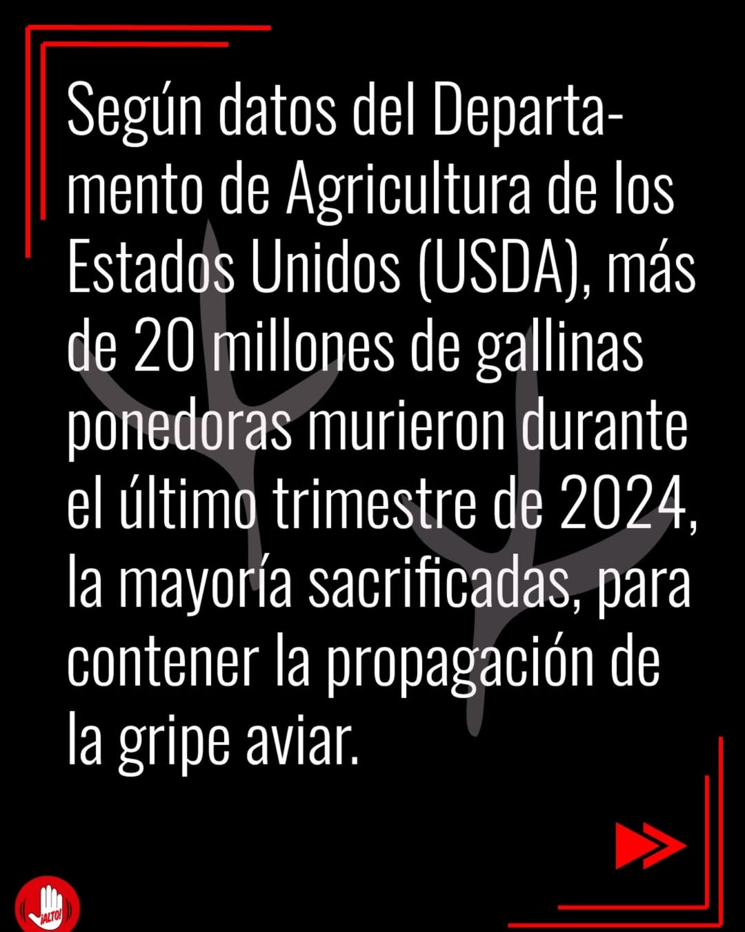 Gallina libre de jaula. Gallina libre de jaula.