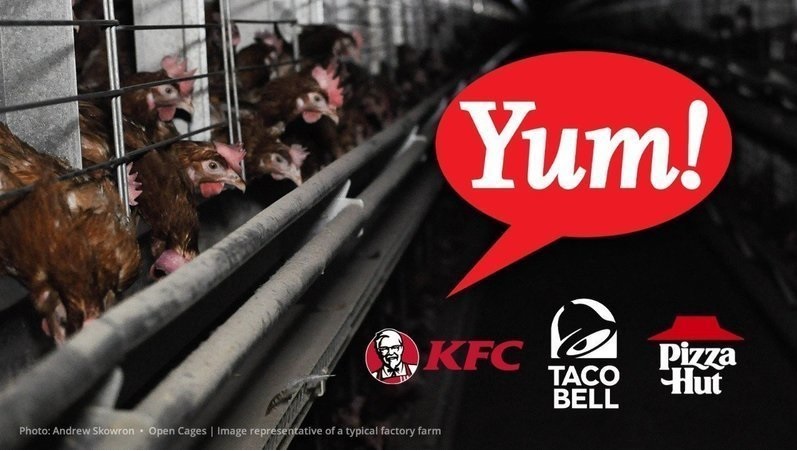 Imagen de la campaña hacia Yum! Brands Imagen de la campaña hacia Yum! Brands